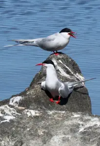 Tom 05 Visdiefje krijgt eten